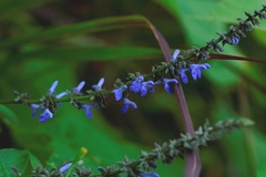 Salvia connivens