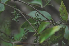 Struthanthus densiflorus