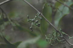 Struthanthus densiflorus