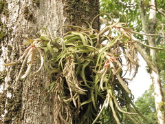 Tillandsia streptophylla