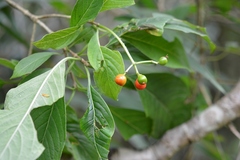 Coussarea chiapensis