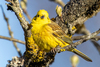 Western Yellowhammer - Photo (c) Mark Sikking, some rights reserved (CC BY-NC-ND), uploaded by Mark Sikking