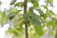 Coussarea chiapensis