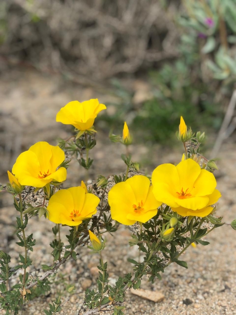 Balbisia peduncularis from Desierto de Atacama on October 10, 2022 by