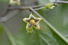 Physalis campechiana