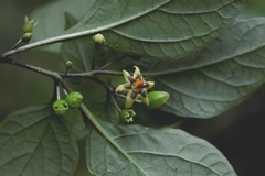 Physalis campechiana