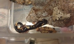 Ensatina eschscholtzii croceater