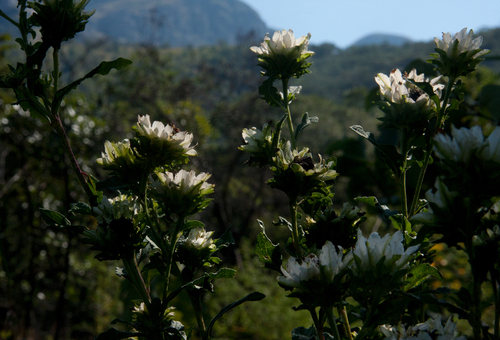 Baccharoides calvoana subsp. meridionalis image