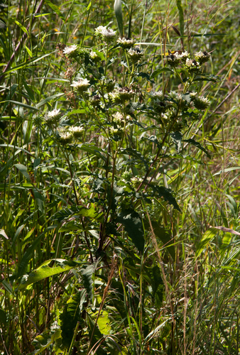 Baccharoides calvoana image