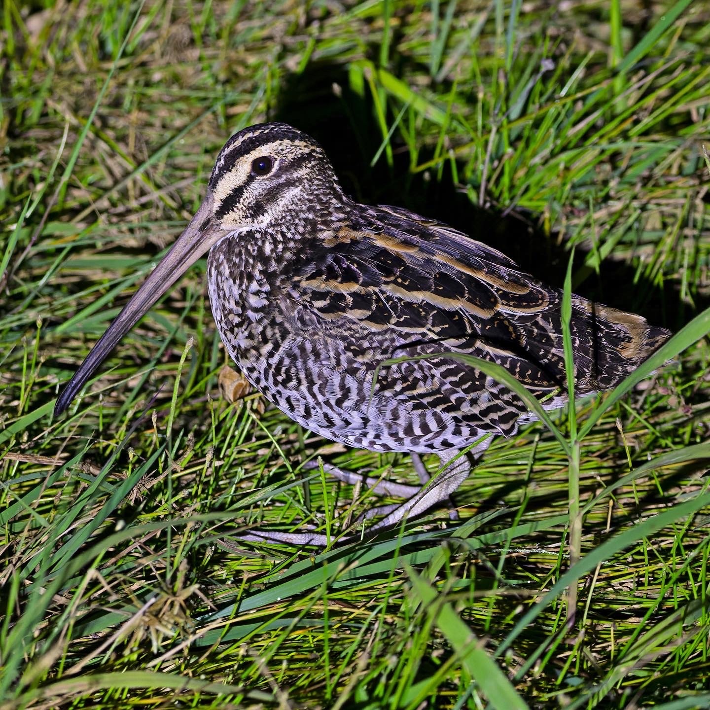 Giant Snipe (Gallinago undulata), photo 6