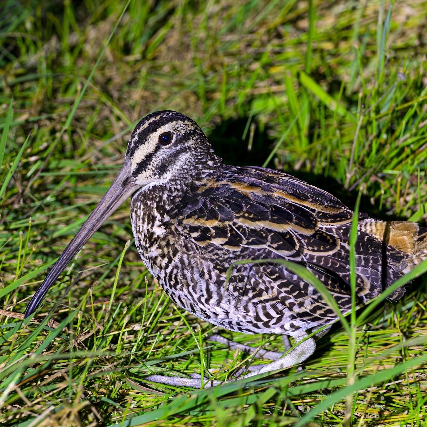 Giant Snipe (Gallinago undulata), photo 7