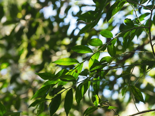 Image of Ilex pubescens by no rights reserved