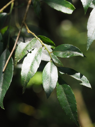 Image of Ilex pubescens by no rights reserved