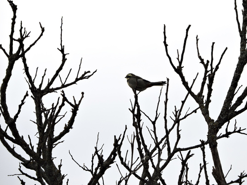 Ringed WarblingFinch (BlackBreasted) (Subspecies Microspingus