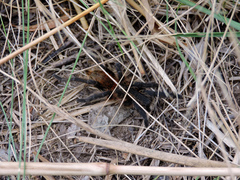 Plesiopelma longisternale