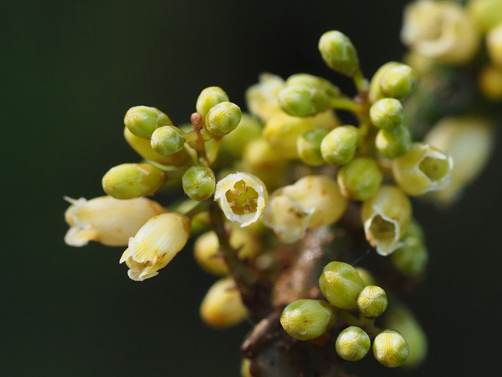 Maesa japonica (Maesa japonica)