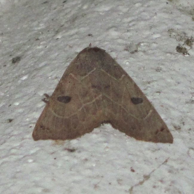 Isogona scindens