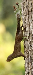 Small Sun Squirrel photo 2