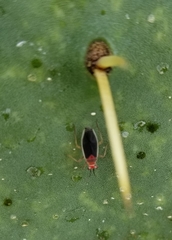 Hesperolabops gelastops