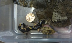 Ensatina eschscholtzii croceater