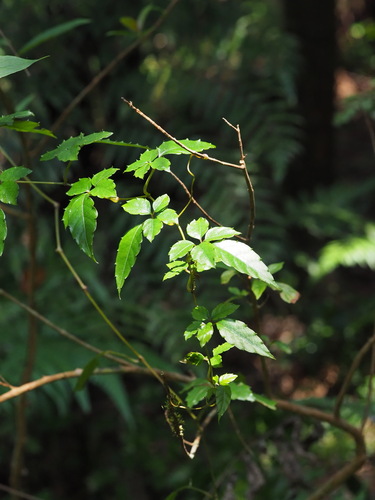 Causonis corniculata, photograph 4