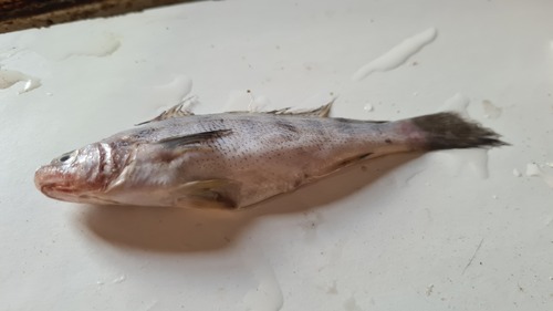 Banded croaker (Paralonchurus brasiliensis) — Sciaenidae — 2