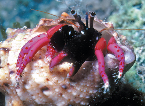 Calcinus haigae
