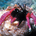 Darkglove Hermit Crab - Photo (c) uwkwaj, some rights reserved (CC BY-NC), uploaded by uwkwaj