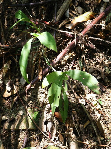 Image of Calanthe obcordata by no rights reserved