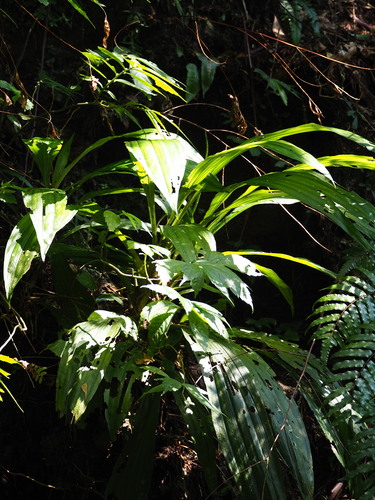 Image of Calanthe formosana by no rights reserved