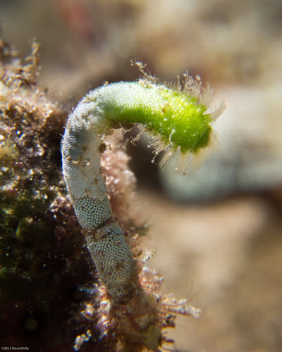 Neomeris vanbosseae