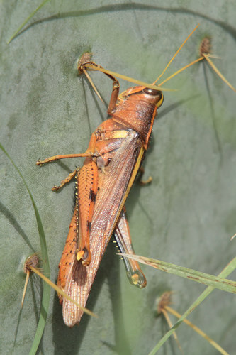 Obscure Bird Grasshopper