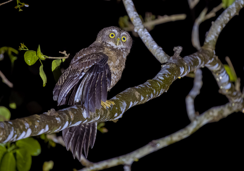 Cebu Boobook (Ninox rumseyi)