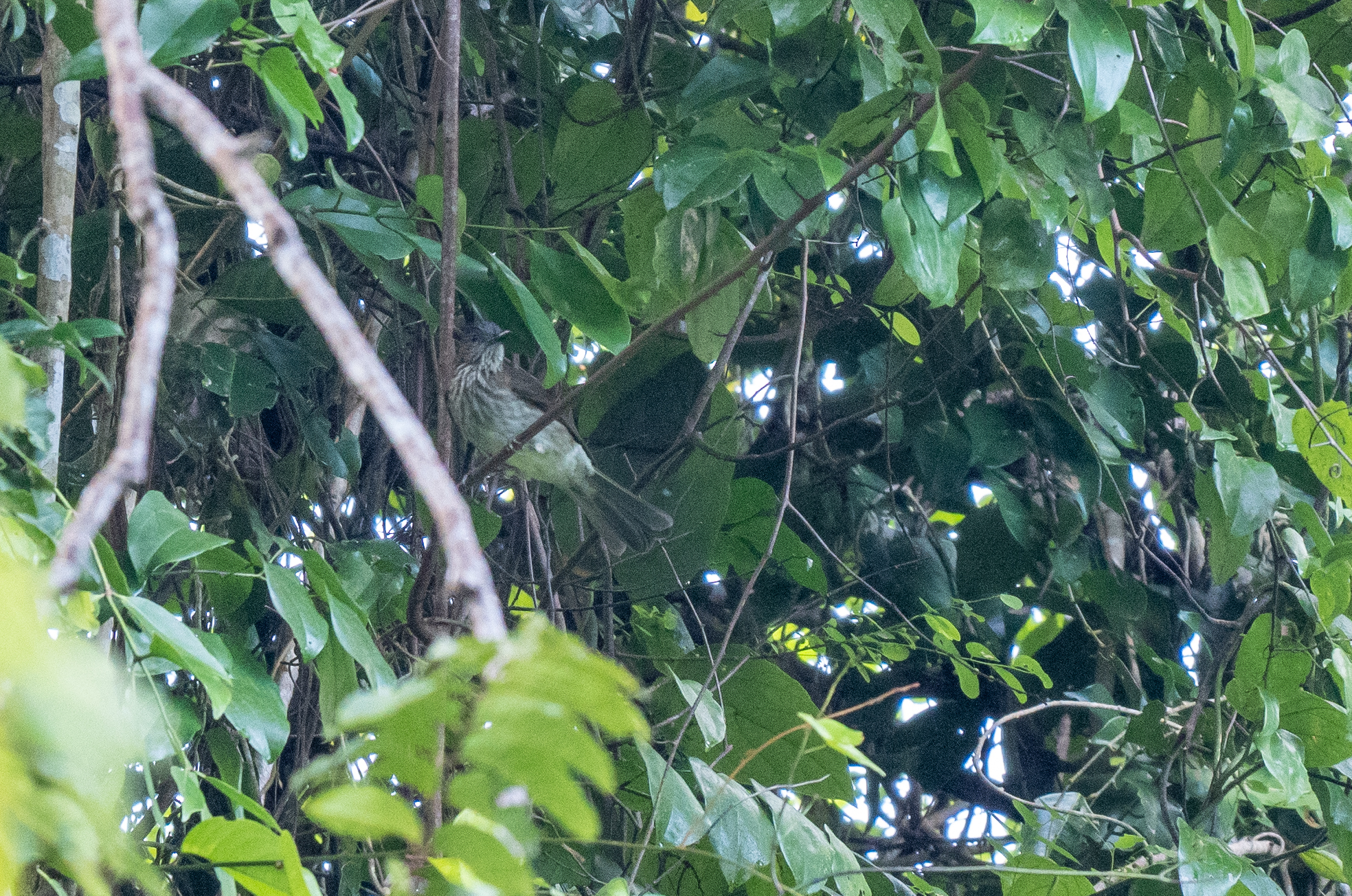 Streak-breasted Bulbul (Hypsipetes siquijorensis), photo 1