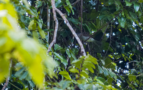 Streak-breasted Bulbul (Hypsipetes siquijorensis), photo 2