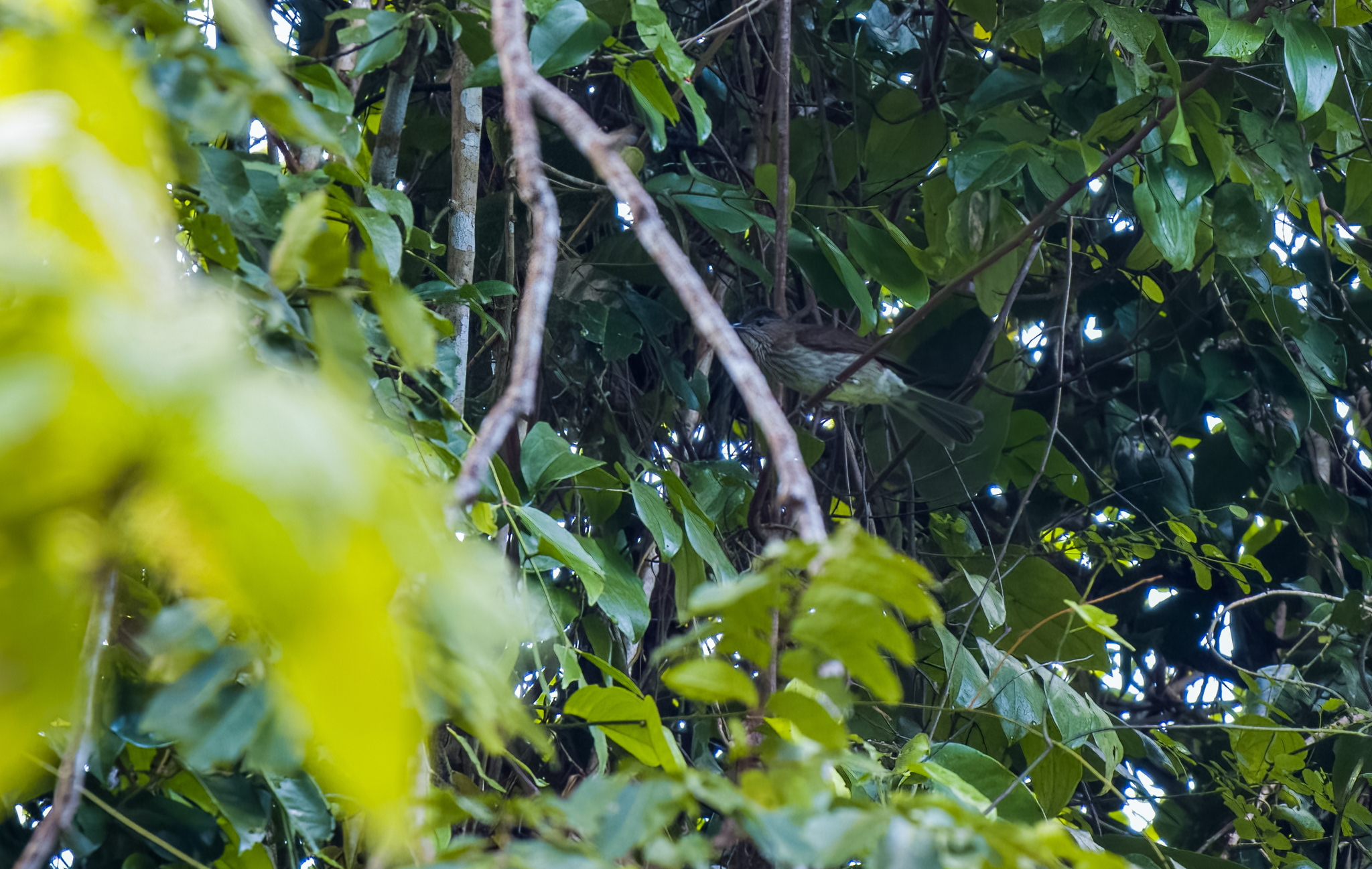 Streak-breasted Bulbul (Hypsipetes siquijorensis), photo 2