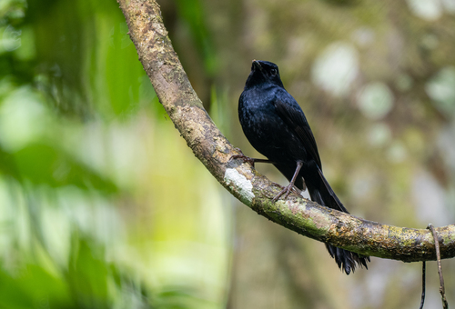 Black Shama (Copsychus cebuensis), photo 4