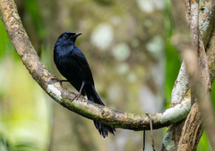 Black Shama photo 2