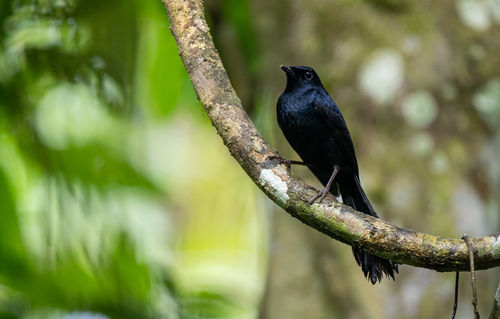 Black Shama (Copsychus cebuensis), photo 5