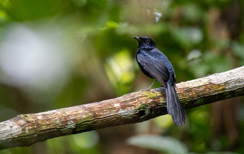 Black Shama (Copsychus cebuensis), photo 6