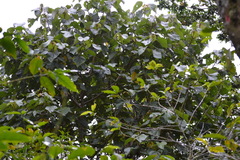 Heliocarpus