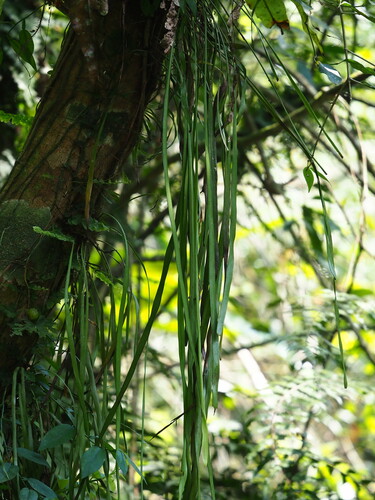 Image of Haplopteris elongata by no rights reserved