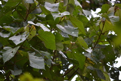Heliocarpus