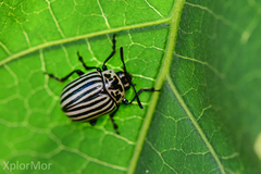 Leptinotarsa undecimlineata