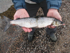 Coregonus clupeaformis