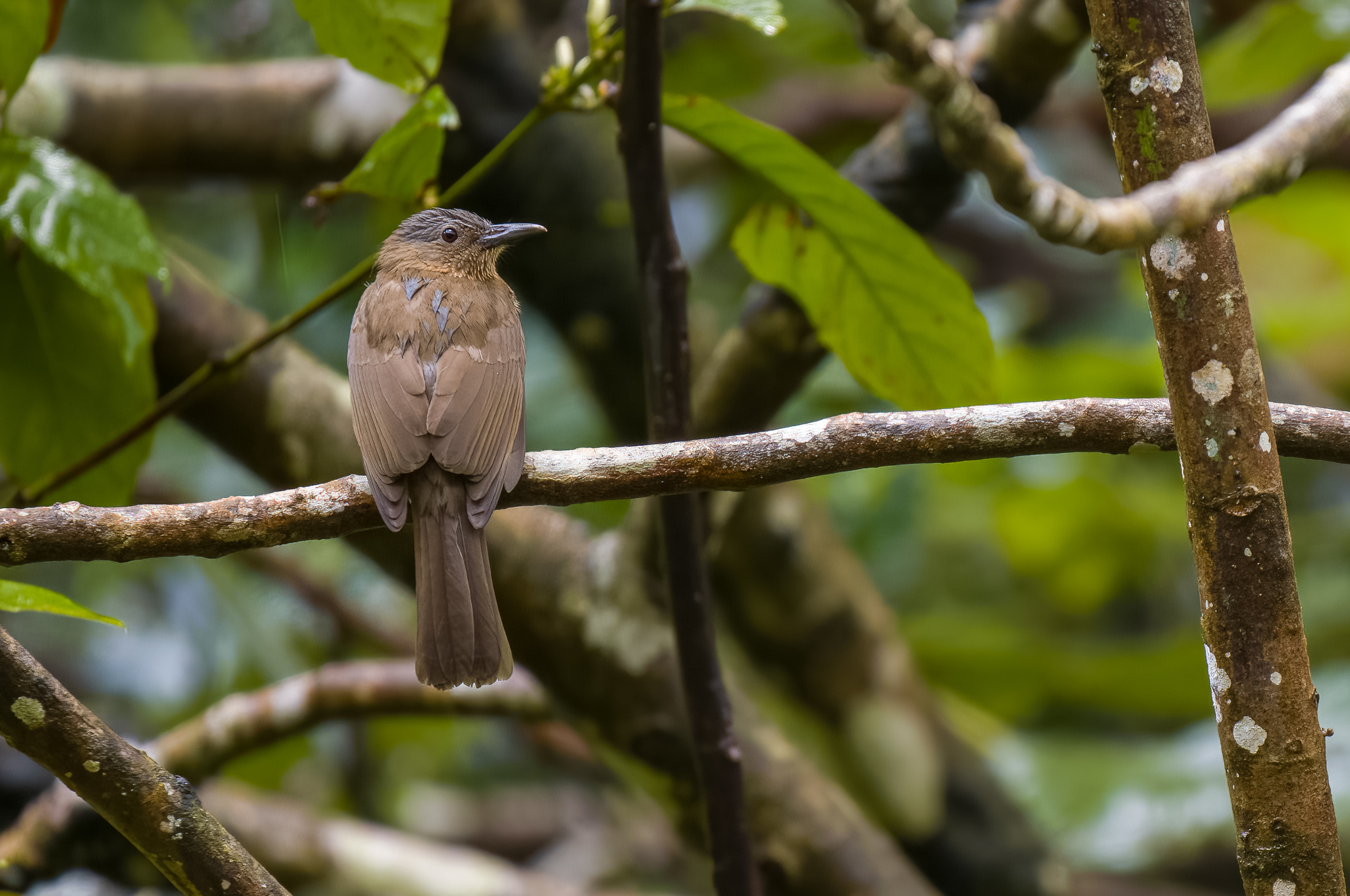 Visayan Bulbul (Hypsipetes guimarasensis), photo 9