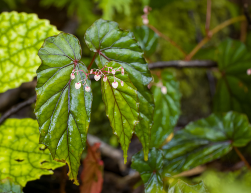 Begonia everettii (Begonia everettii)
