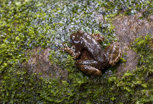 Giant Visayan frog, Limnonectes visayanus
