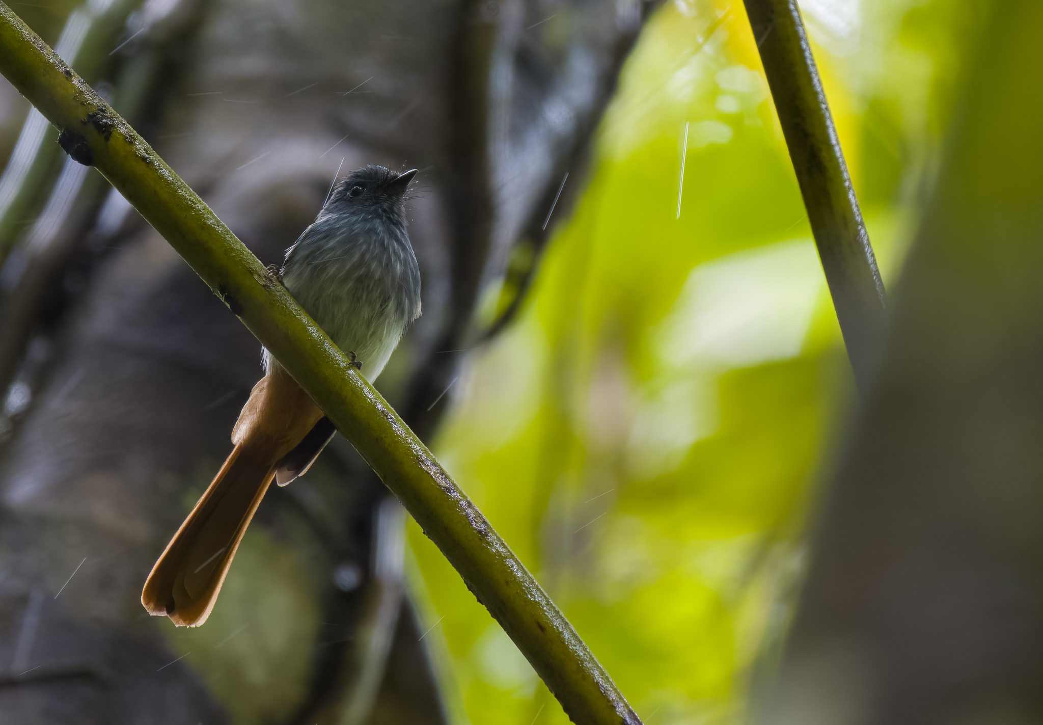 Visayan Fantail (Rhipidura albiventris), photo 1