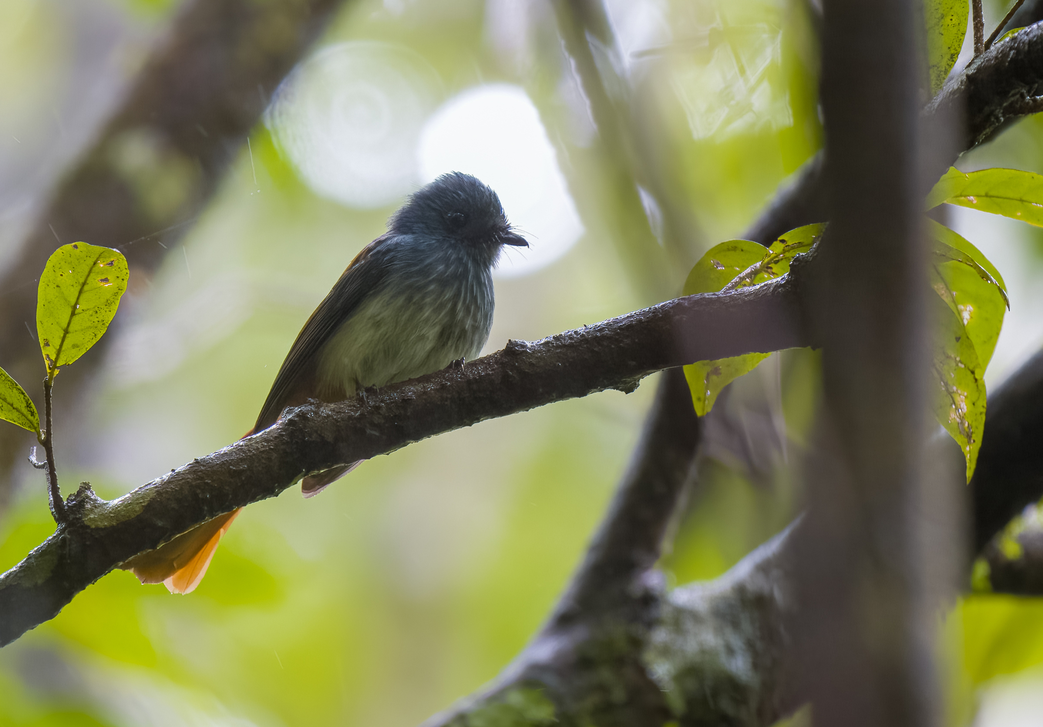 Visayan Fantail (Rhipidura albiventris), photo 2